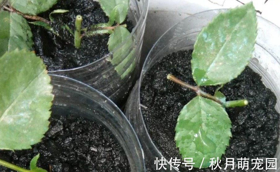 细数木炭养花,至少有4大好处,养啥旺啥