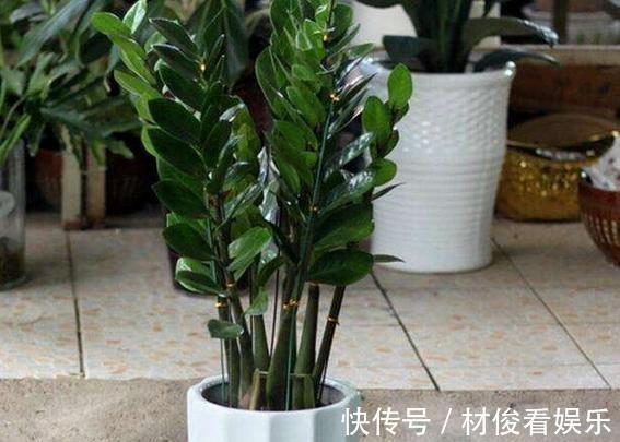 蹭蹭|“金钱树”长得快,就靠这4招,片片“金钱叶”,蹭蹭猛长个!
