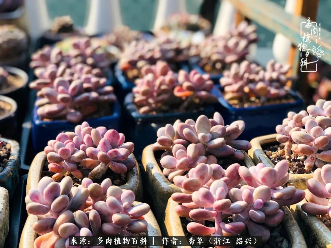 阳台上的一亩三分地，我愿与你一起，与时光媲美！