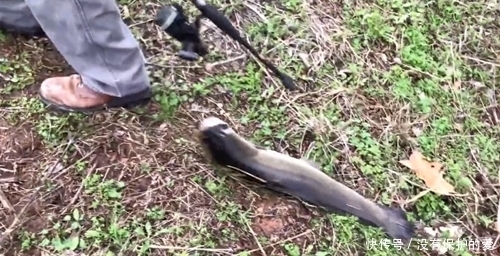 水沟|车一停,公路边上一站,朝着水沟就钓鱼,鱼获多样,鱼从哪来?