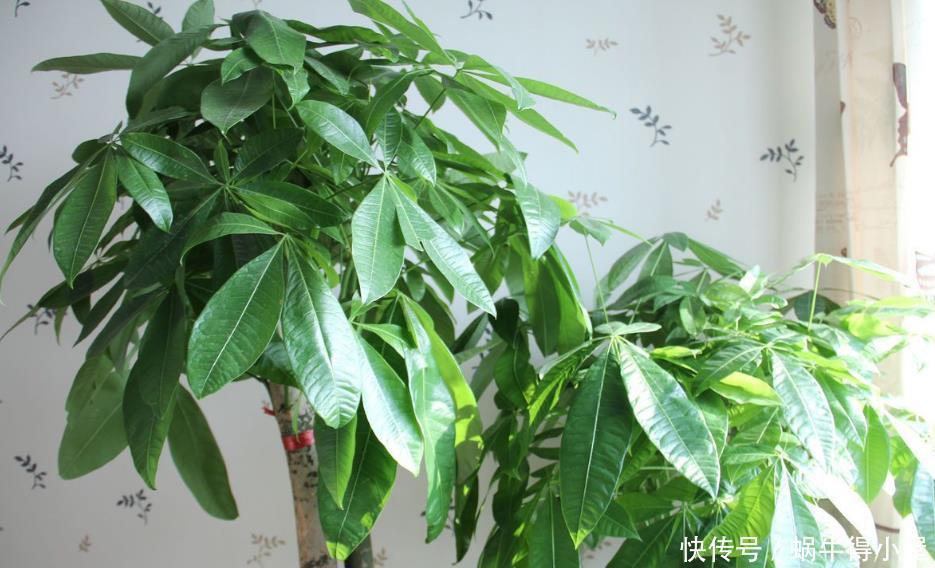 盆栽|养花就养这5款植物,大吉大利,盆栽打理方法简单