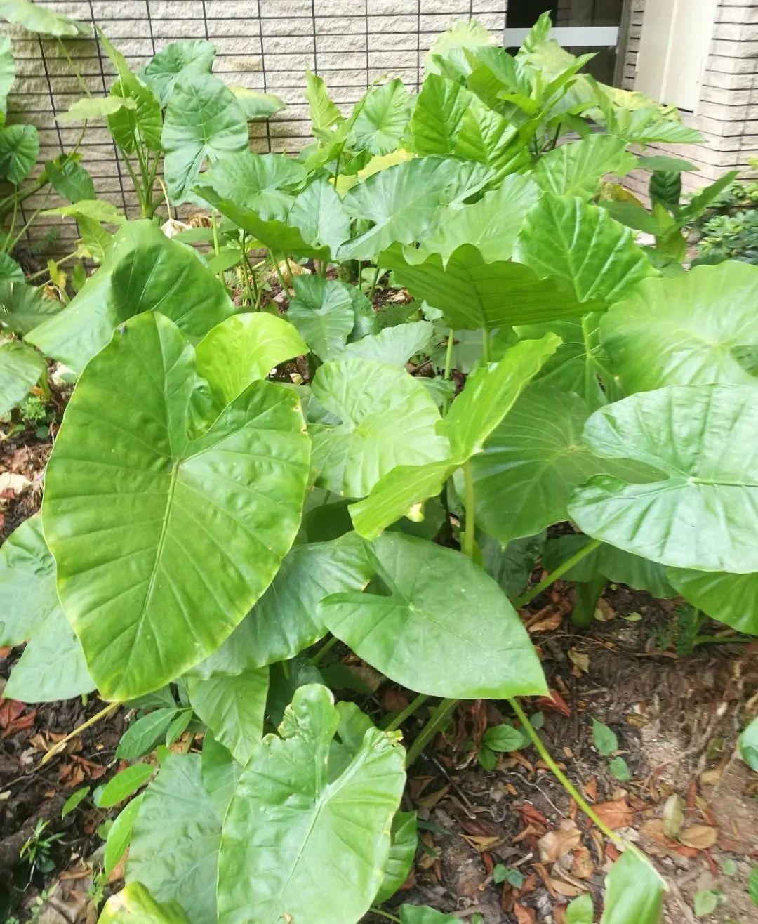 家门口的有毒花，千万别乱碰，有小孩的注意！