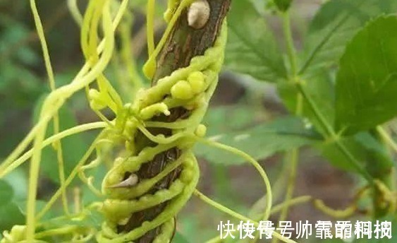 菟丝子|菟丝子作为一种中药材,功效作用竟然有十多种不止!在乡下到处有