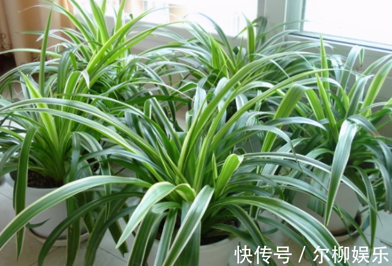 光合作用|7种花如果不生长,米醋每月浇一“壶”,恢复生长,叶子绿油油