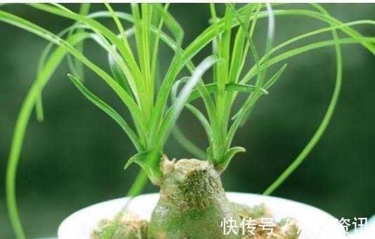 文竹文竹|如果连这几种花卉都养不活,那么我劝你,不要再养别的花了!