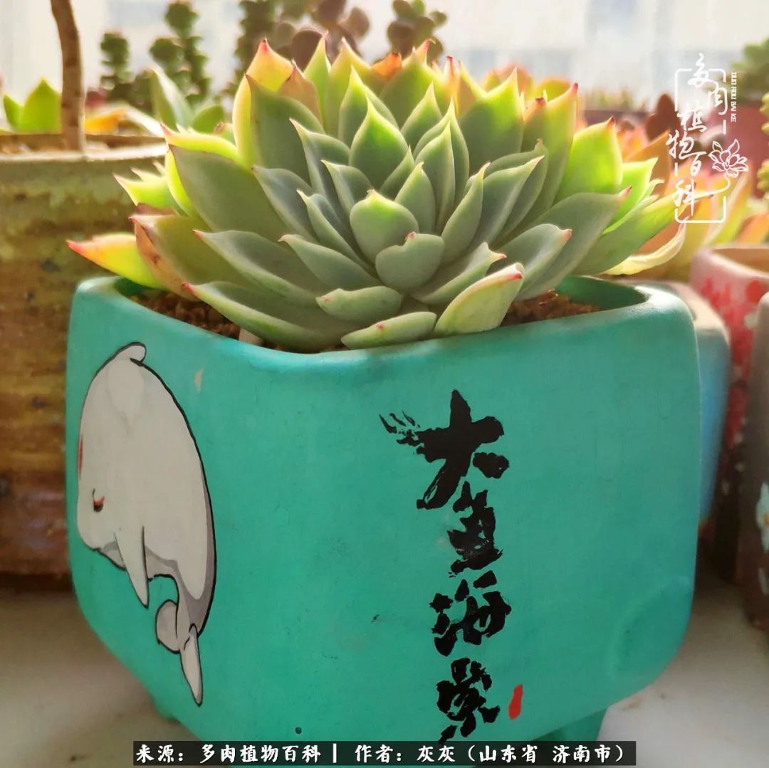 多肉植物|养多肉四年，铁打的盆盆流水的肉，无需多问，问就是喜欢！