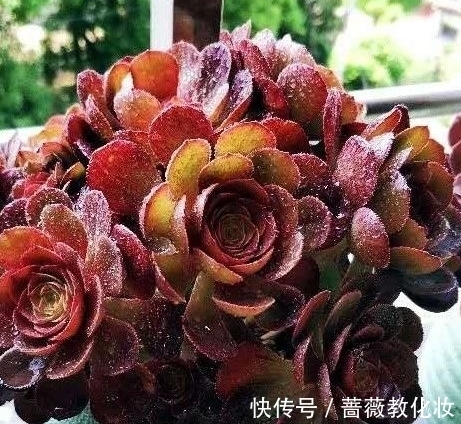 光照时长不足怎么养多肉,把握这些,也能养出好状态