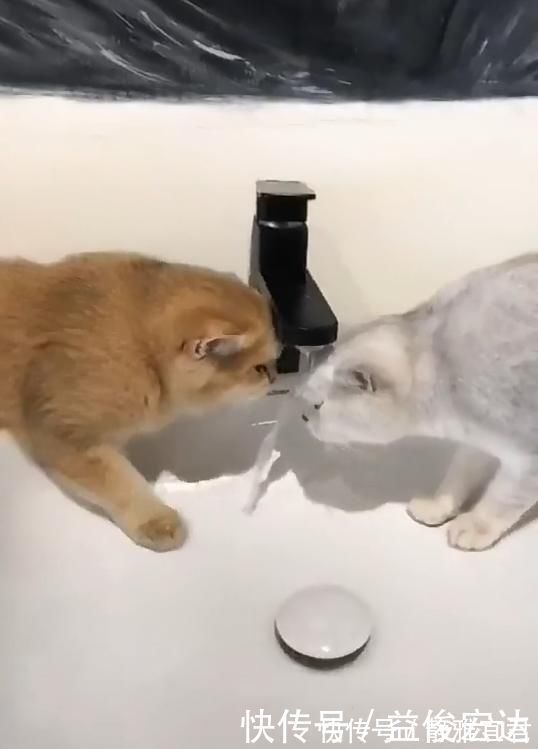 |两只猫水龙头下喝水,竟上演如此搞笑一幕,宠主看了笑到肚痛