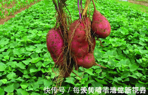 魔芋食品|4种会发胖的食物，你戒的掉吗减肥最要吃哪些食品