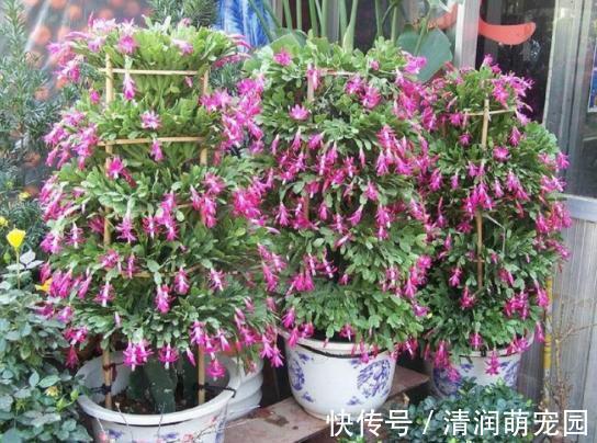 花友们|养殖蟹爪兰,做好4点,冬日开花叶子比花多