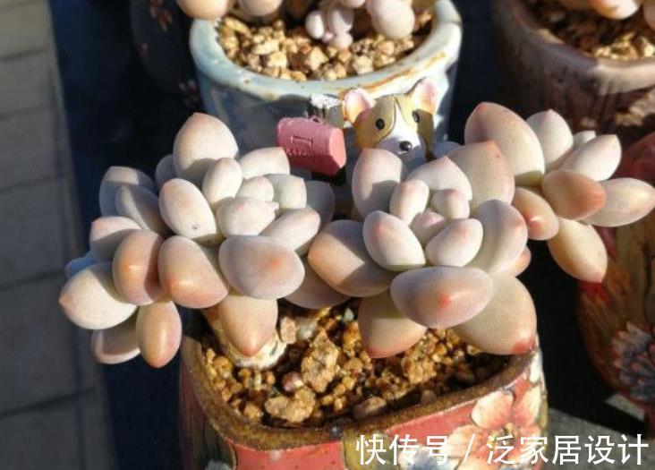 养殖|多肉盆栽长得慢？错了，套袋子一闷，茎叶疯长又透亮水灵