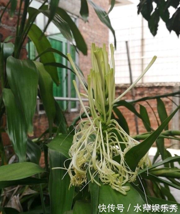 富贵竹|张姨家的富贵竹，养了3年了，竟然开花了，花香很浓，真是少见