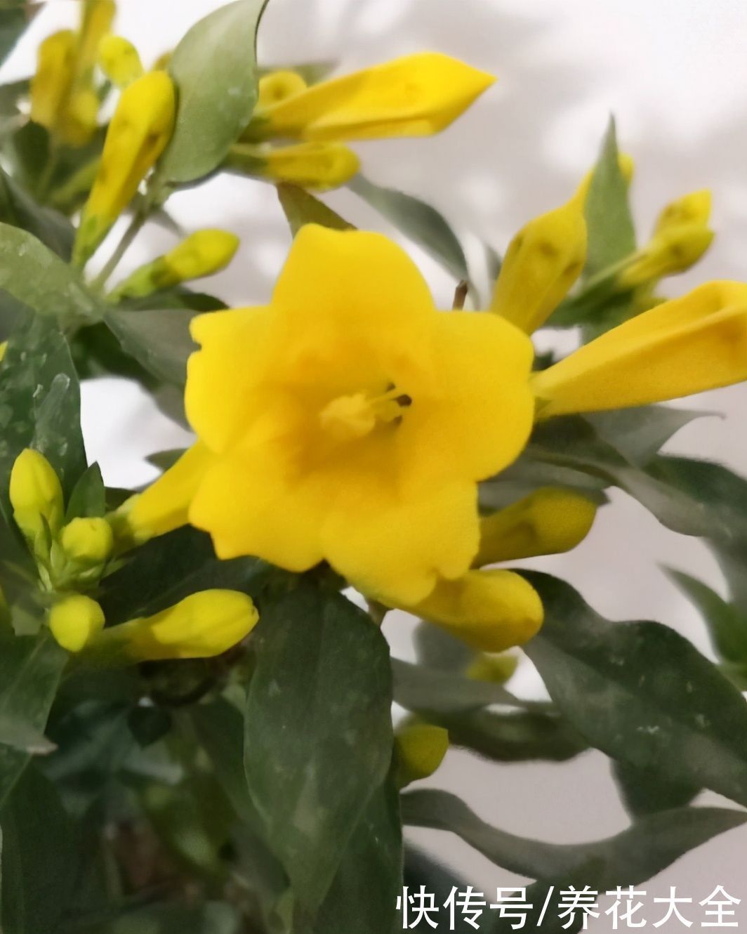 香水|这花比法国香水好闻,寒冬冻不死,秋冬接替茉莉“上岗”