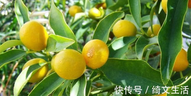 维生素c|女人不想早衰,4种食物不错过,美容护肤,排毒刮油,增强免疫力