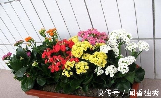 长寿花|长寿花“12月”不长花苞？赶紧狠心“虐一虐”