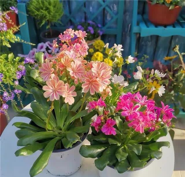 春天养露薇花,学会这几点,开花多又漂亮,花繁色艳人人夸