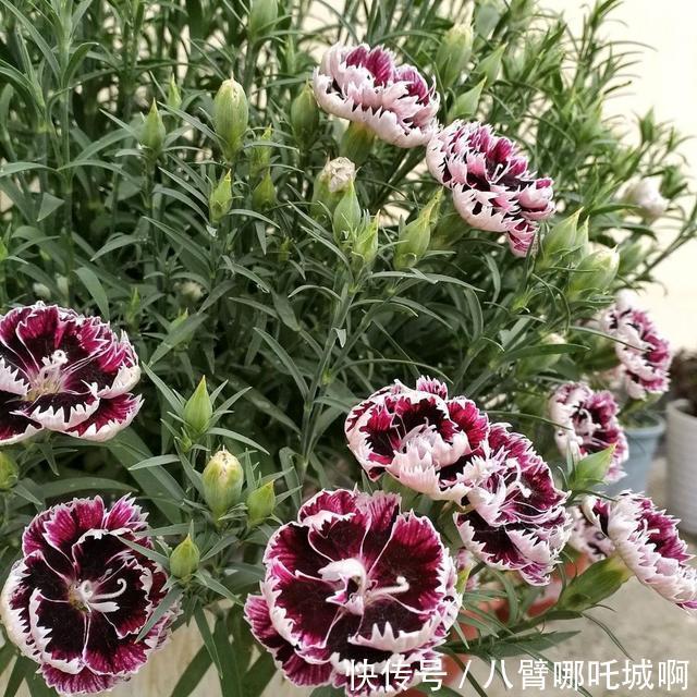 阳台|阳台养花,别错过这6种花,春夏秋冬有花赏