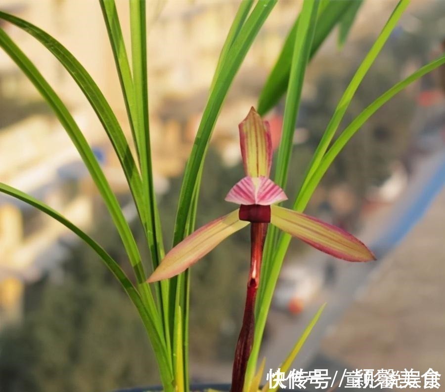 兰花界的“赌草”,既能娱乐又能敛财,你真的了解吗