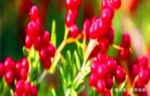 滋阴降火|女性想要身体好,常吃3种食物,排出毒素,滋阴降火,增强体质