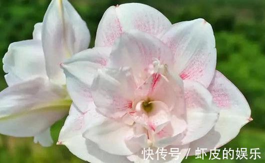 绝美的朱顶红,每一个品种都给跪了,太美,太艳了