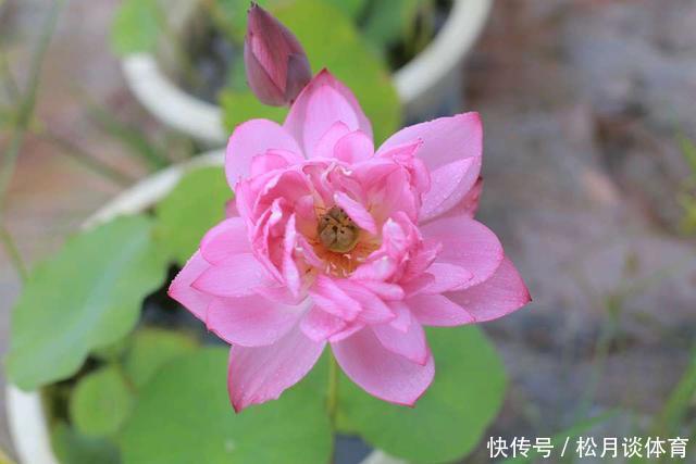 老太太买花“被骗”，碗莲变“菜莲”，因祸得福，3年挖出一缸藕