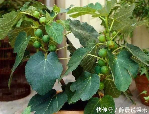 阳台上|3种“果核”有用,别扔掉,直接埋在土壤里,“15天”生根发芽