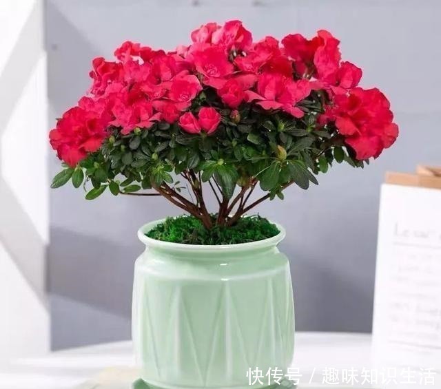 鸡蛋花|人养花、花也养人，医生喜欢养的八种花，家里养一盆，清雅又健康！