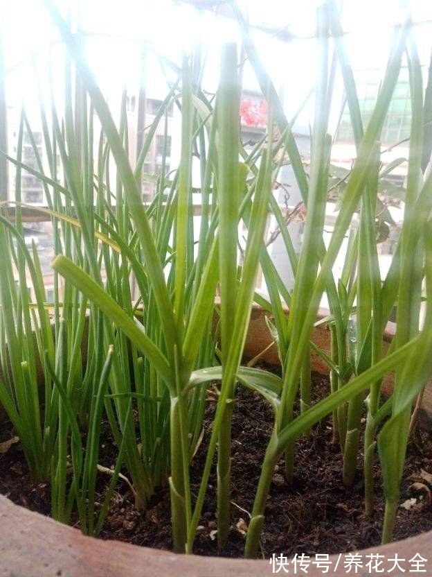 5个菜根头别扔，插土里就能活，一个月就能长成小菜园