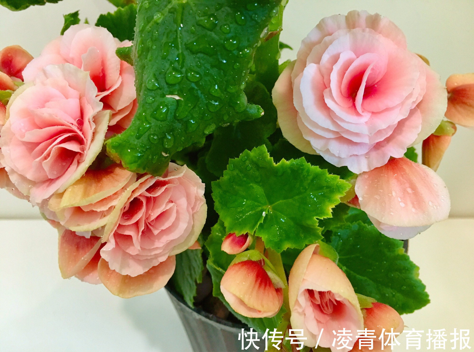 养不好5种植物,就要赶紧“跳坑”,不然买多少、死多少