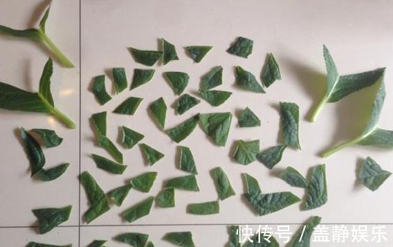 新手大岩桐、长寿花、虎皮兰、芦荟，一片叶子培育成一盆栽