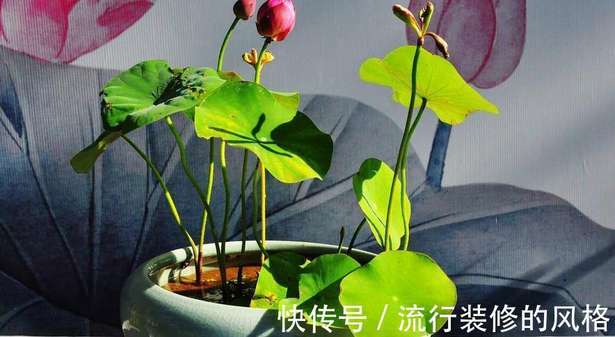 花友们|空间小养荷花就选“初玖”，花型、株型均美，省地方又好打理