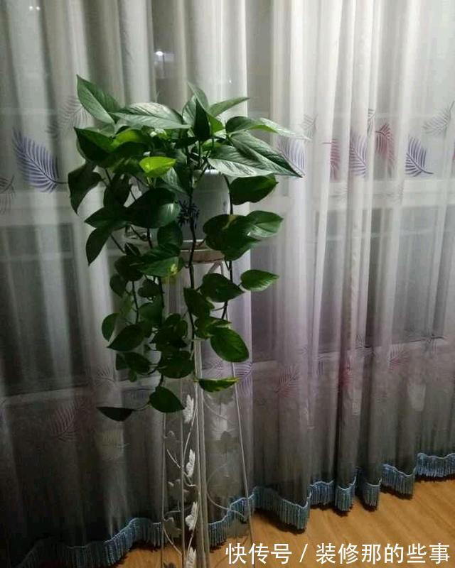 栀子花|夏天,这五种花多浇水,叶绿肥大,长势很良好