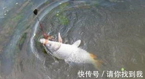 钓友|爆炸钩钓鲤鱼（技巧分享）