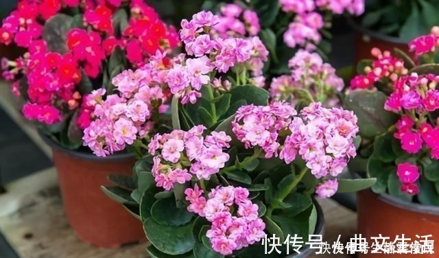 秋季|长寿花开花爆盆有秘诀，学会施肥就行了，砰砰开花全是花苞！