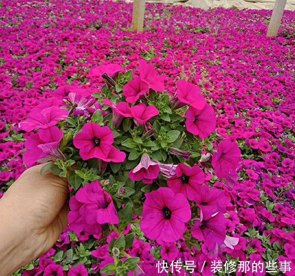 花卉|养花必修课,缓苗“4技巧”,提前做好工作,后期省心开花多