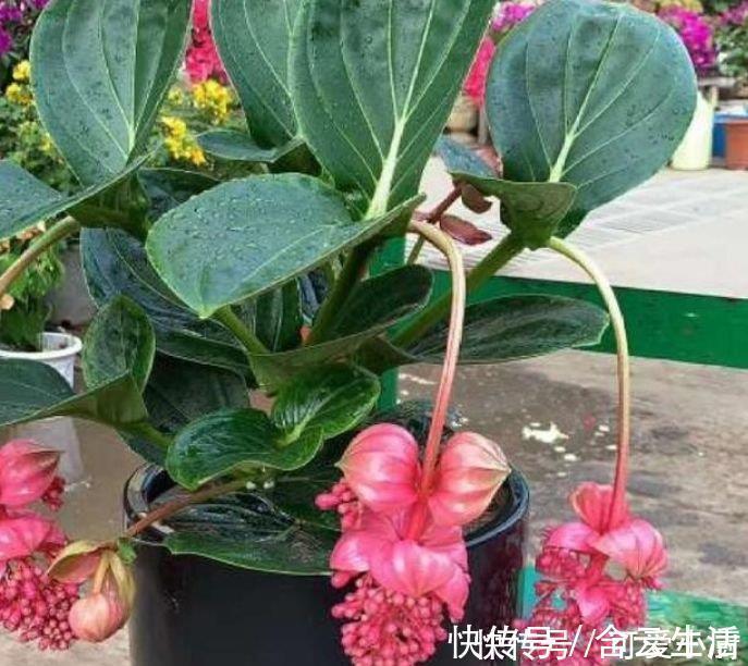 天竺葵|被称为“开花劳模”的4种花，一开就是300多天，漂亮花期长