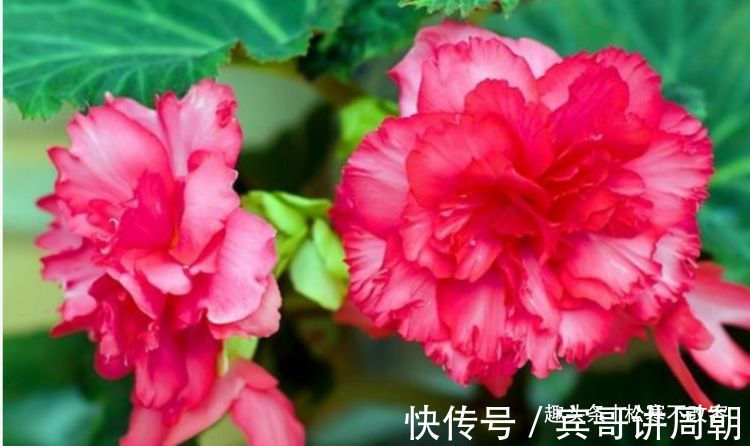 这几款植物养在家里,沾土就活,给点阳台就灿烂,漂亮大气!
