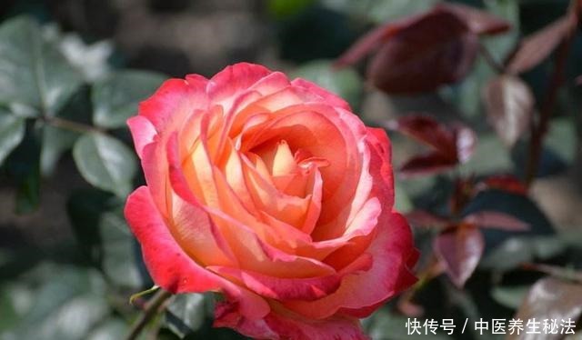 家养树状月季花生长,离不开这“3点”,做好它,月月有花赏!