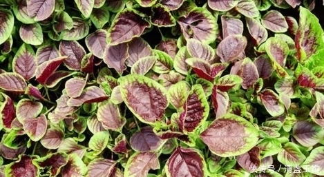 六月莧|農(nóng)村的這種夏季的野菜，你吃過(guò)嗎？六月當(dāng)雞蛋；七月金不換！