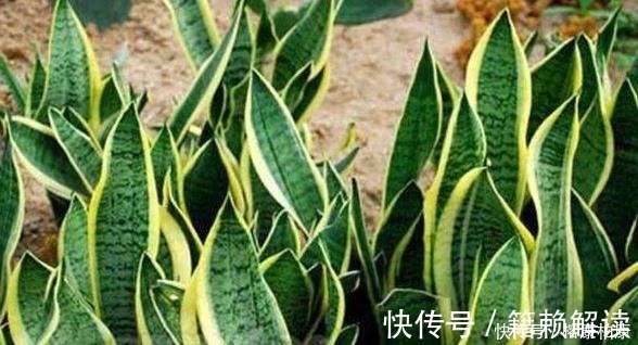 营养物质|厨房这些东西用来养虎皮兰,很快长出侧芽一盆变几盆,省钱又方便