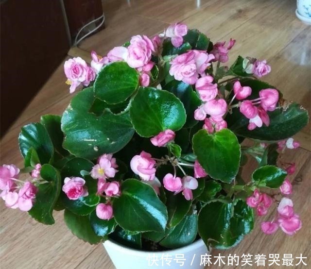 禁地|室内养花，避开2处“禁地”，不黑腐、不黄叶、不生虫，枝粗叶壮！