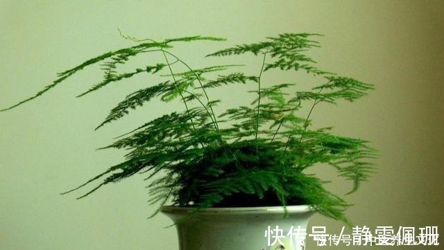 叶子绿油油|这几种花是酒鬼，浇水兑点啤酒水，叶子绿油油！