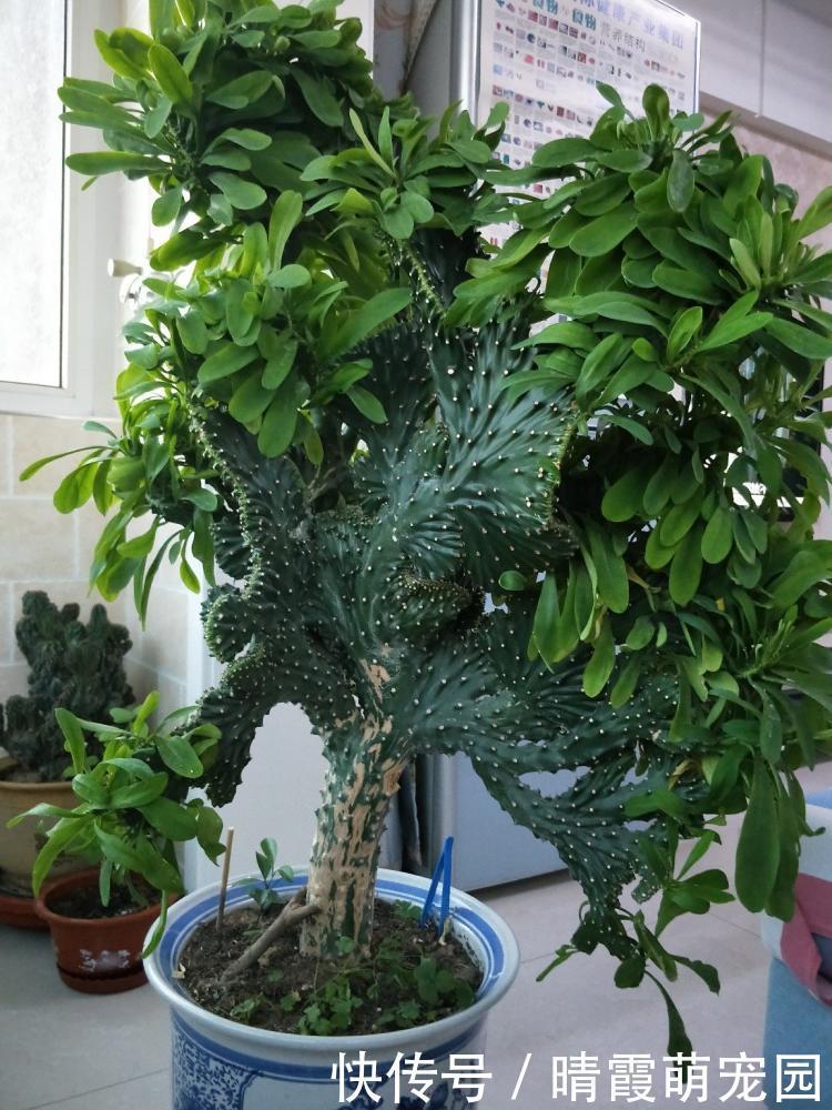 龙骨|5种“丑花”,寓意却大,富贵又威武,再丑也要养一盆