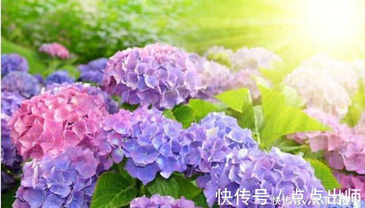 大丽花|4种花好养又漂亮，花朵大花期长，比牡丹美，比绿萝好养！