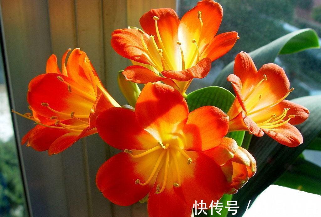 龟背竹|5种“大盆花”适合养客厅，旺家有格调，吉祥好养，易成“老桩”