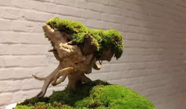 青苔|马路边常见“3种草”,养花盆里变“盆景”,好看又值钱!