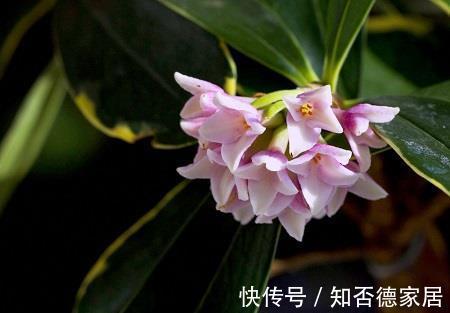 枝条|金边瑞香怎样修剪造型好看,金边瑞香这样剪错不了