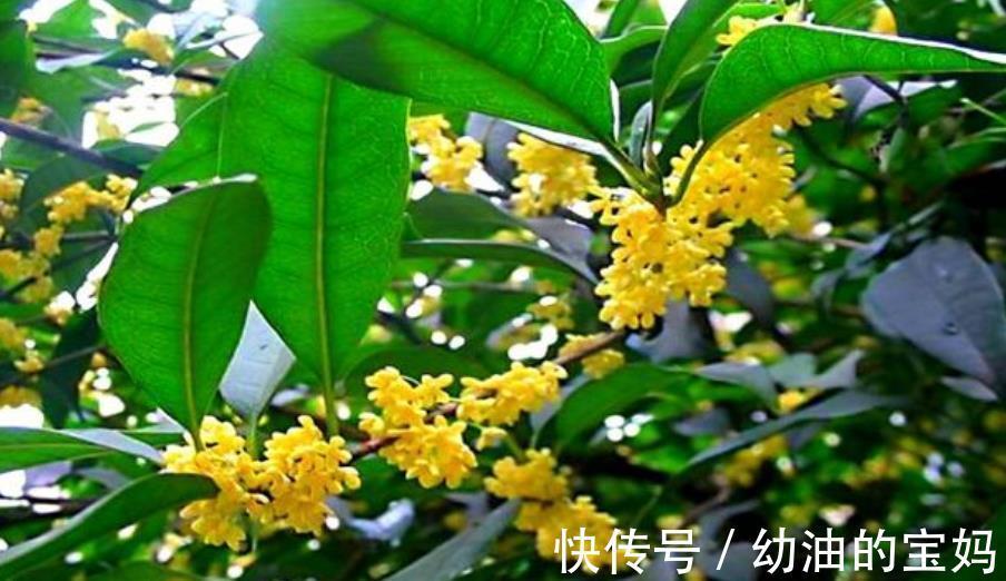 入冬后,家里的4种花赶紧剪一剪,安全过冬,来年花量翻倍