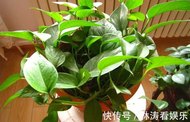 浇水|绿萝也要补营养，浇水的时候加一点，叶子不黄有精神！