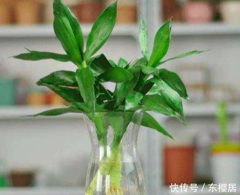 富贵竹、平安树叶子干枯发黄不用怕，教你几招轻松应对黄叶问题